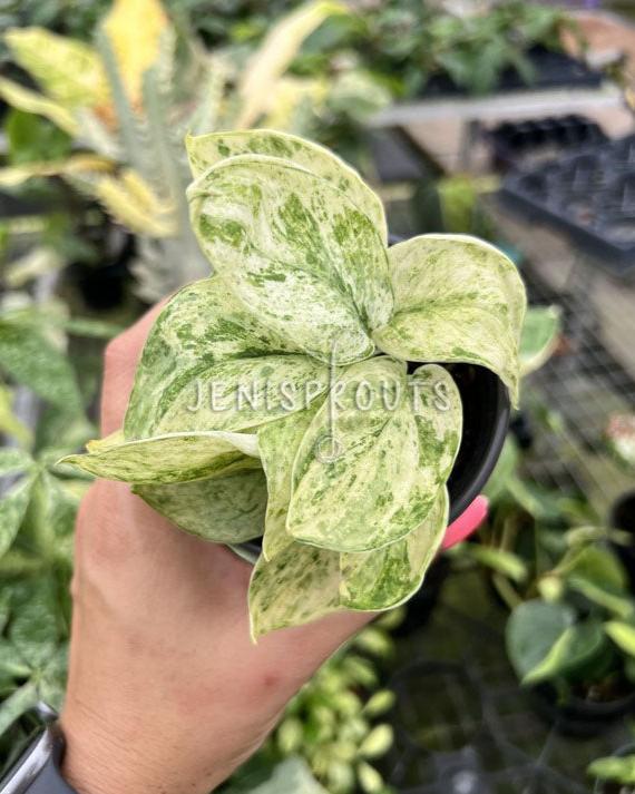 4" Scindapsus Marble Queen