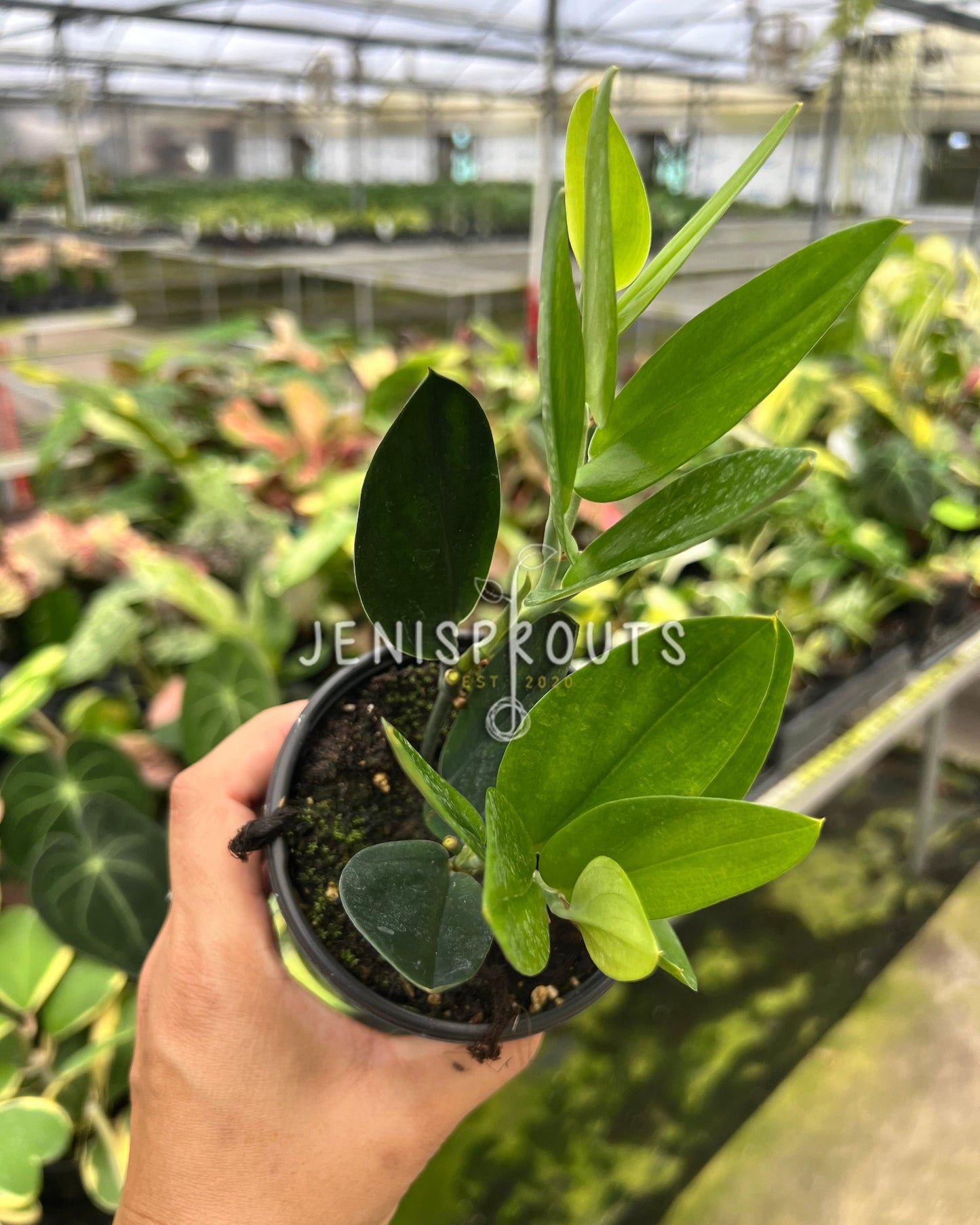 4" Scindapsus Treubii 'Dark Form'