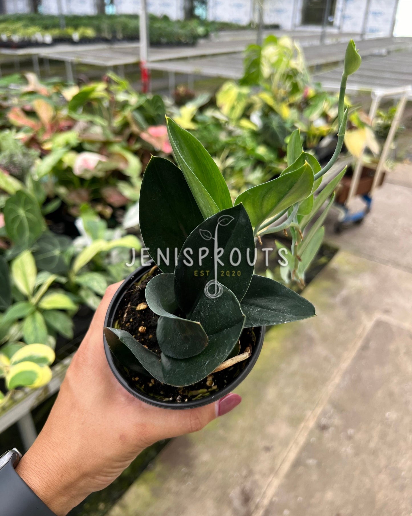 4" Scindapsus Treubii 'Dark Form'