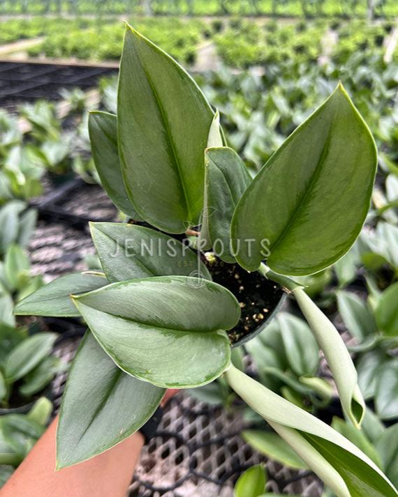 4" Scindapsus Treubii Moonlight