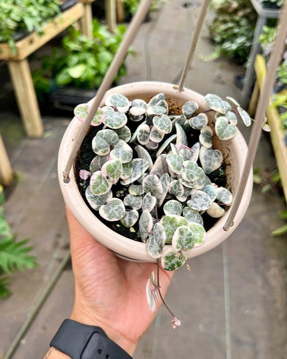 5" Variegated String Of Hearts (Ceropegia Woodii)