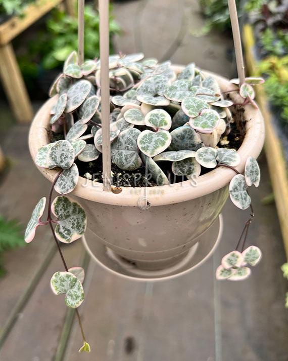 5" Variegated String Of Hearts (Ceropegia Woodii)
