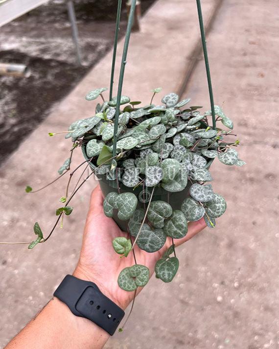 5" String Of Hearts (Ceropegia Woodii)