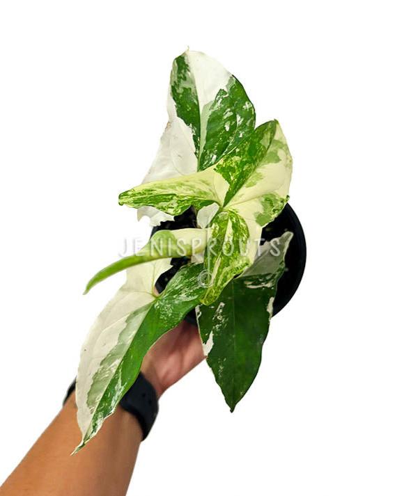 4" Syngonium Albo Variegated
