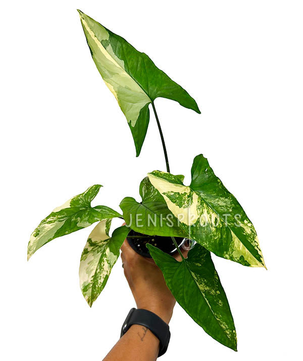 4" Syngonium Aurea