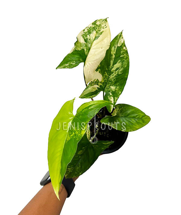 4" Syngonium Aurea