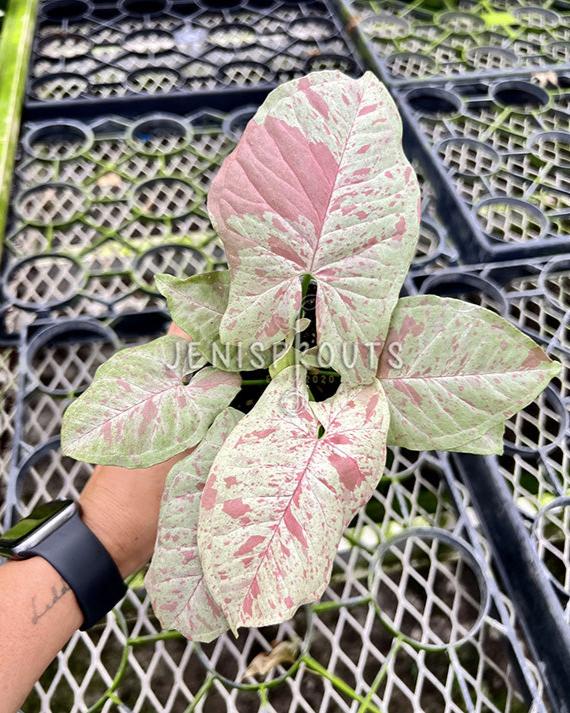 4" Syngonium Milk Confetti