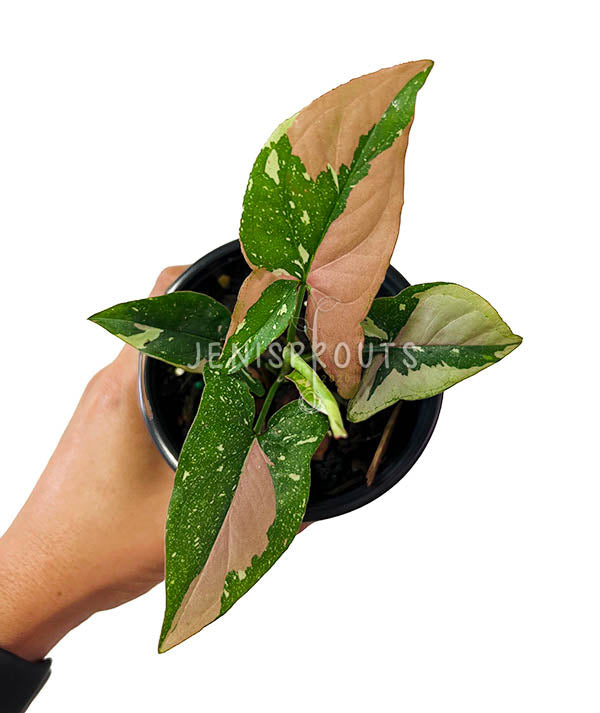 4" Syngonium Red Spot Tricolor