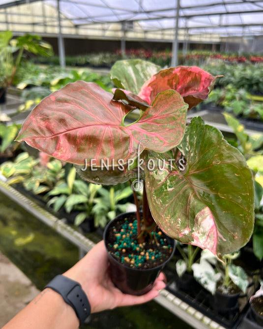 4" Syngonium Strawberry Ice Galaxy