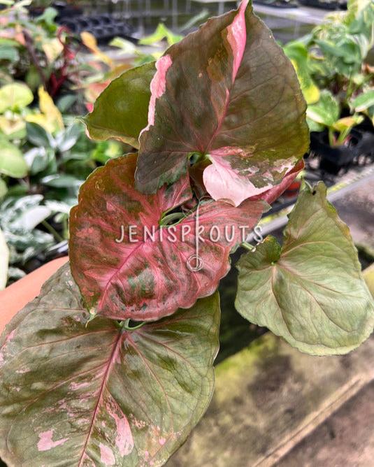 4" Syngonium Strawberry Ice Galaxy