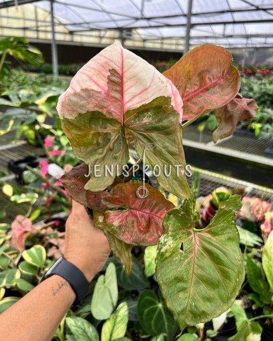4" Syngonium Strawberry Ice Galaxy