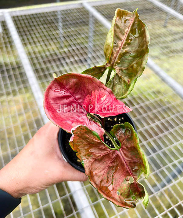 4” Syngonium Strawberry Ice