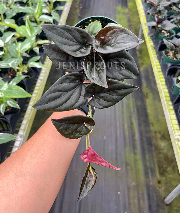 4" Syngonium Red Arrow