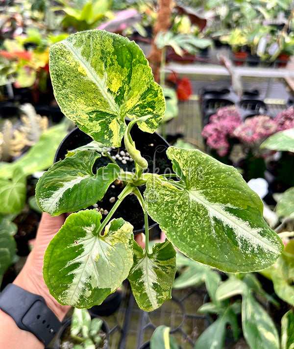 4" Syngonium Scrambled Egg