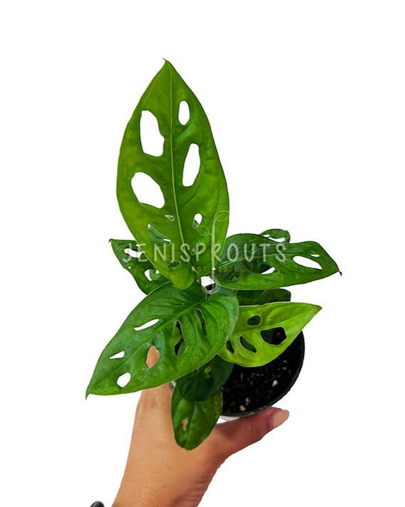 4" Monstera Adansonii 'Swiss Cheese'