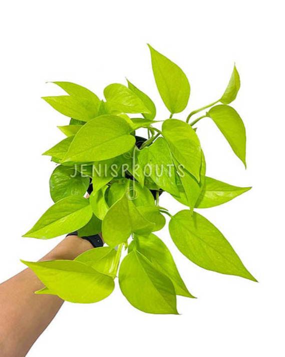6" Pothos Neon