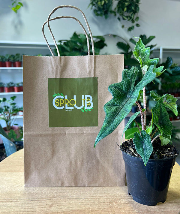 Sprouts Club Subscription