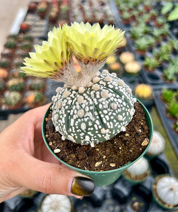 3” Super Kabuto Cactus