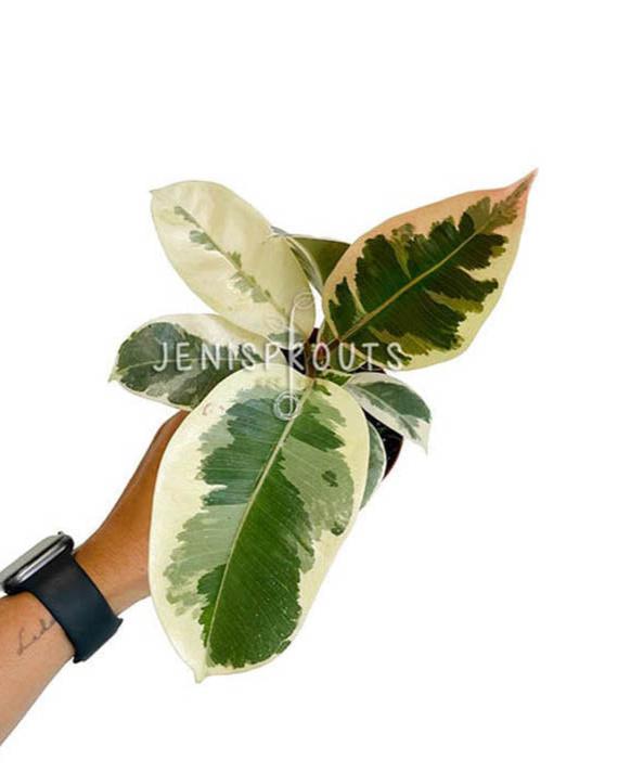 4" Ficus Elastica Tineke (Rubber Plant)