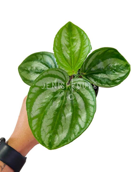 4" Peperomia Ecuador Sp