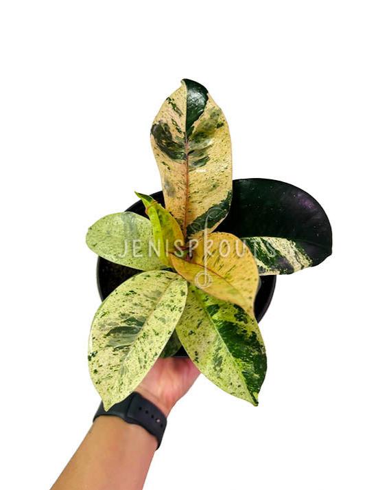6" Ficus Moonshine Variegated 'Shivereana'