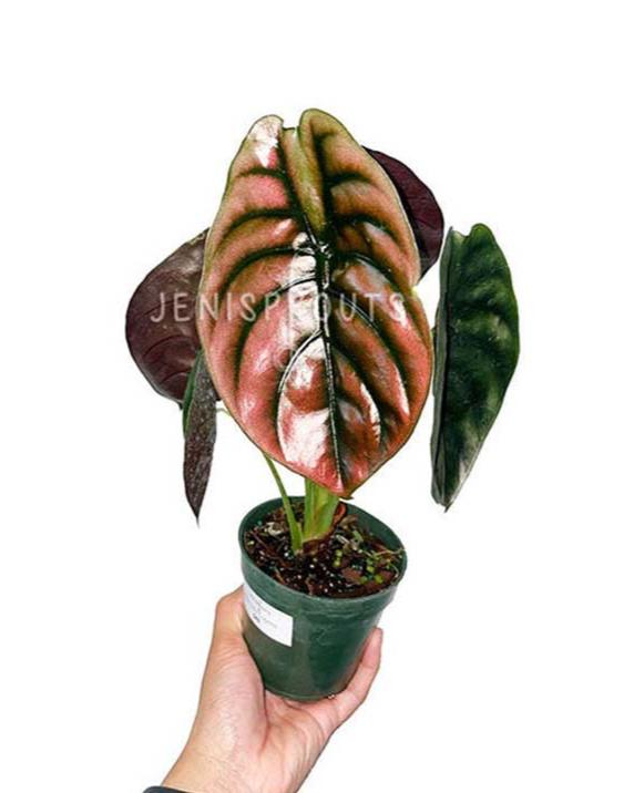 4" Alocasia Cuprea 'Red Secret'