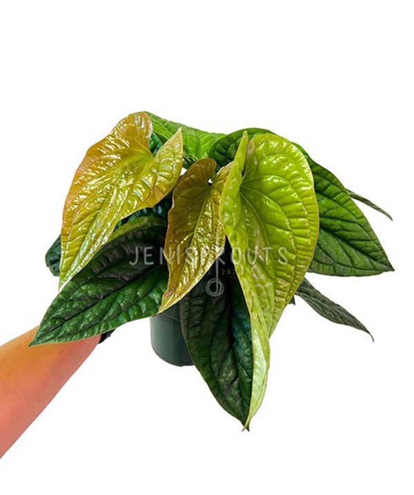 6" Anthurium Radicans X Luxurians 'Mature Leaves'