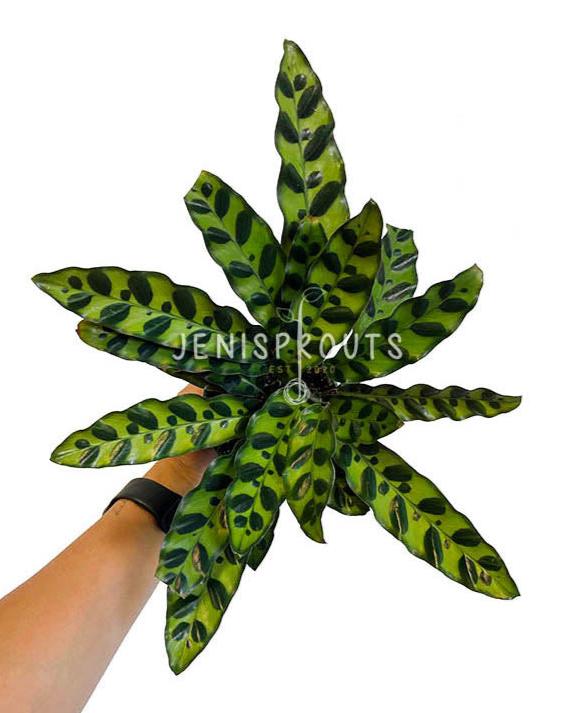 4" Calathea Rattlesnake