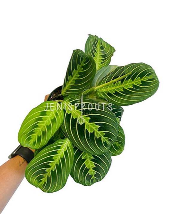 4" Maranta Lemon Lime