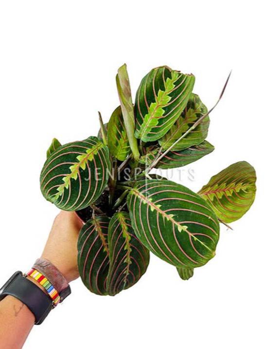 send prayer plant as gift 4" Maranta Red (Prayer Plant)