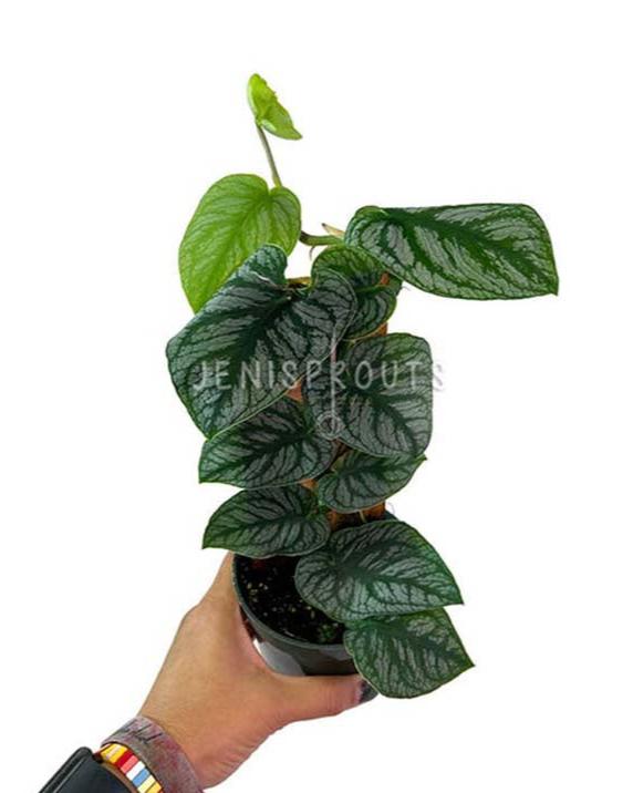 4" Monstera Dubia