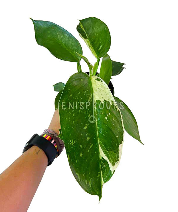 4" Philodendron Jose Buono