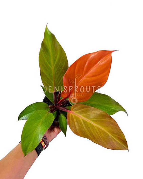 4" Philodendron Prince of Orange