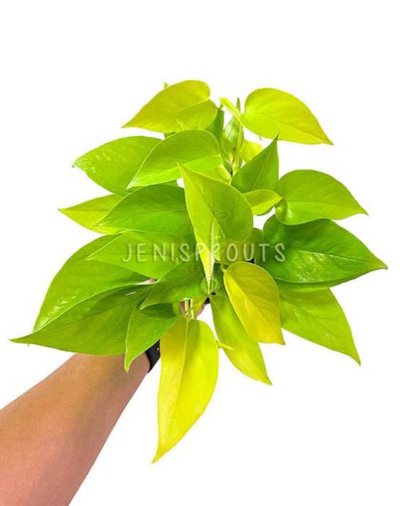 4" Pothos Neon