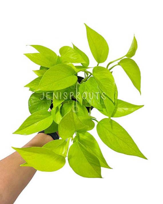 4" Pothos Neon