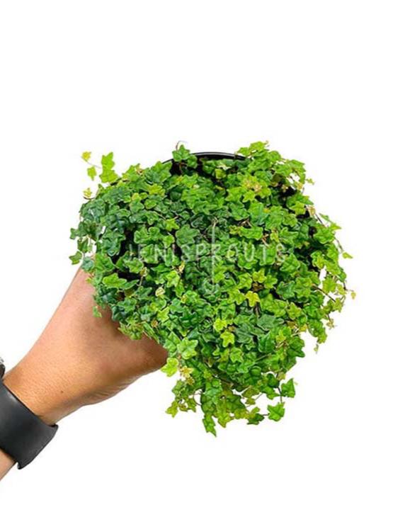 4" String of Frogs (Ficus Mini Oak Leaf)