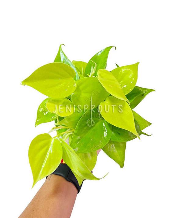 philodendron cordatum neon vs lemon lime Philodendron Cordatum 'Lemon Lime' at Jenisprouts