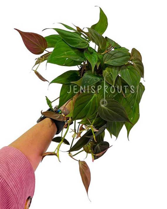 4" Philodendron Micans