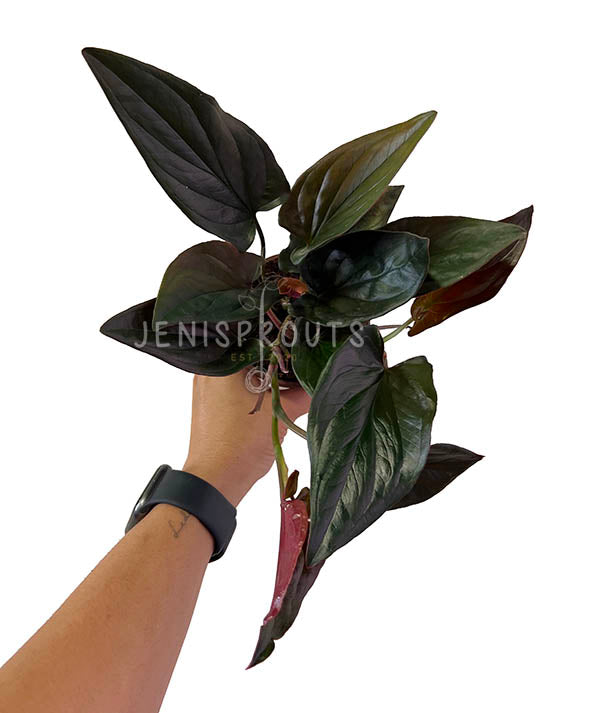 4" Syngonium Red Arrow
