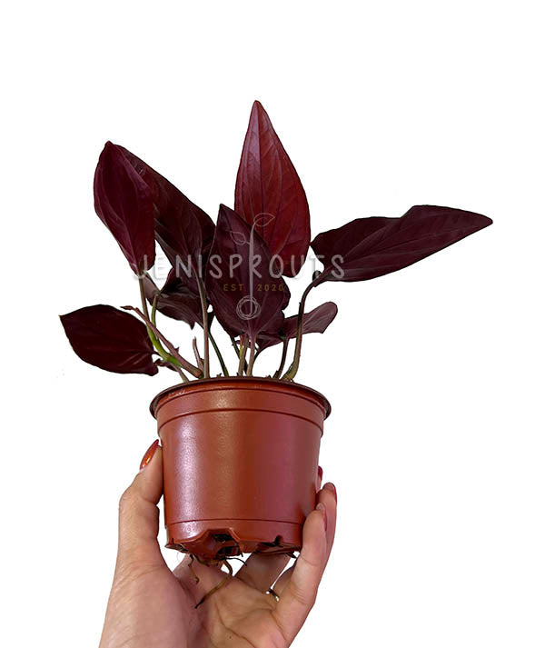 4" Syngonium Red Arrow