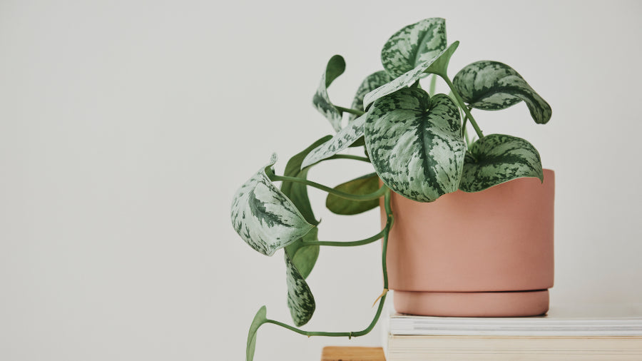 💚 How to Keep Your New Plant Happy: A Survival Guide for Beginners