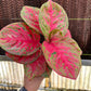 4" Aglaonema Orange Sombat