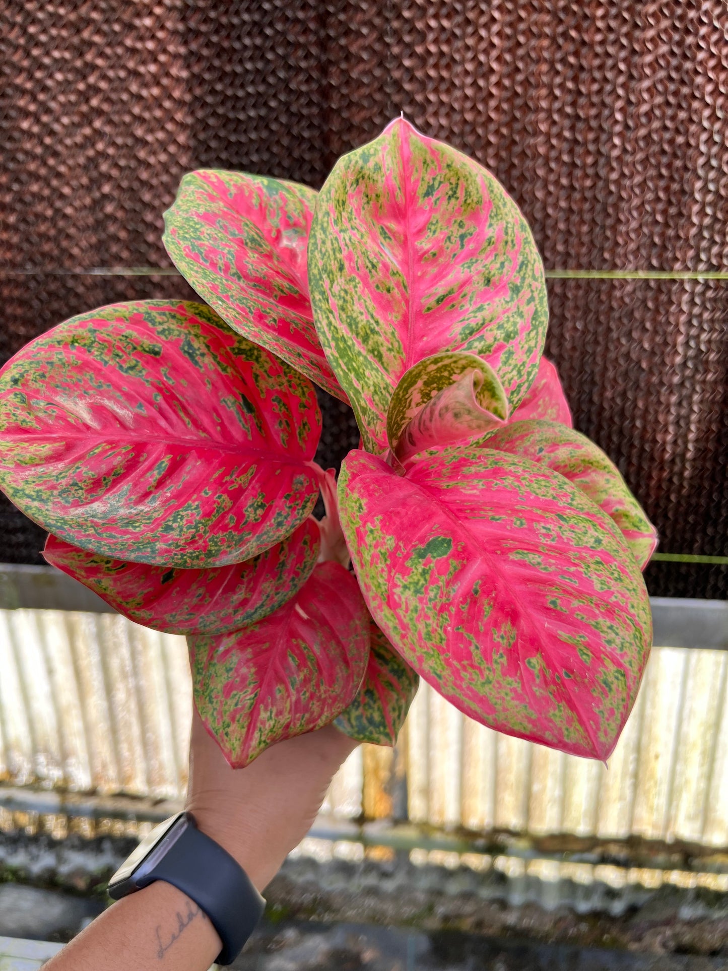 4" Aglaonema Orange Sombat