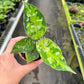 2" Aglaonema Pictum Tricolor