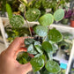 2" Hoya Mathilde Splash