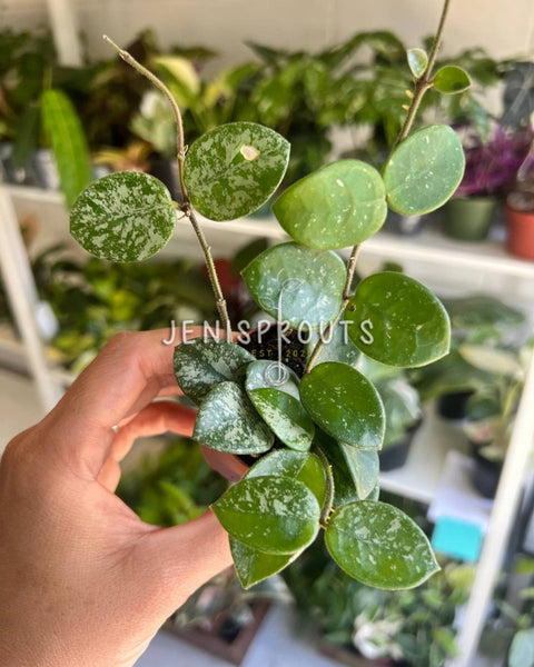 在庫ラスト ホヤ マチルダ Hoya mathilde variegata ② ホヤ マチルダ Hoya mathilde variegata サクララン②