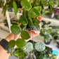 2" Hoya Mathilde Splash