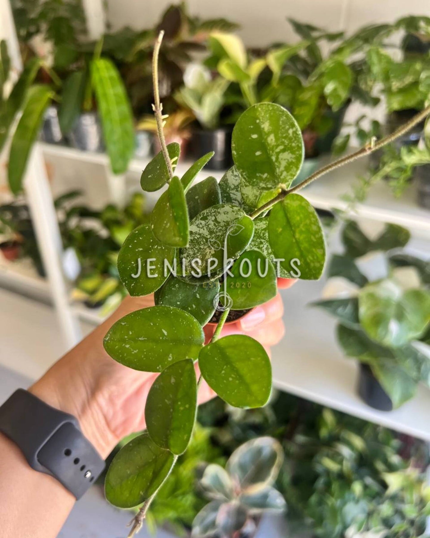 2" Hoya Mathilde Splash