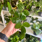 2" Hoya Mathilde Splash