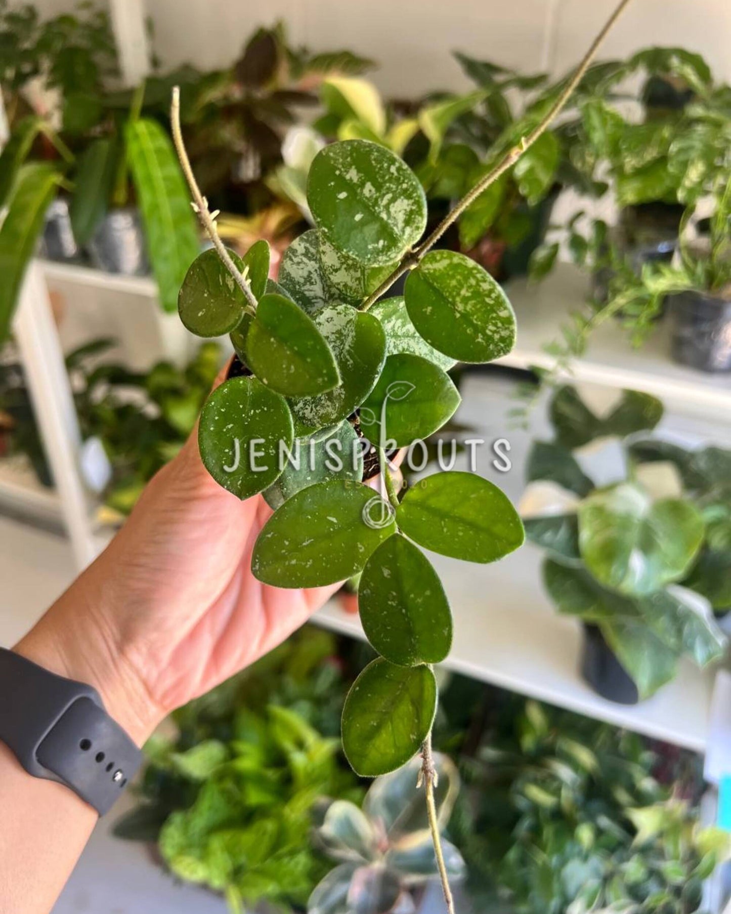 2" Hoya Mathilde Splash